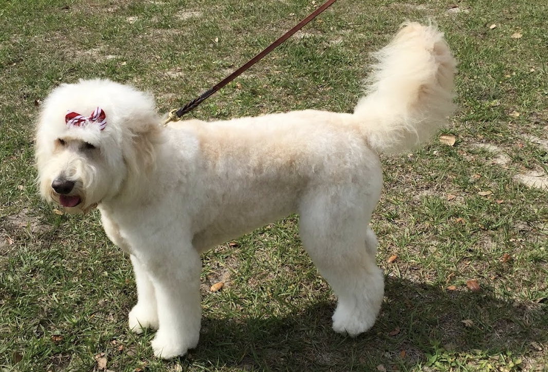 Revolutionizing Operations at Village Pet Spa in The Villages, Florida